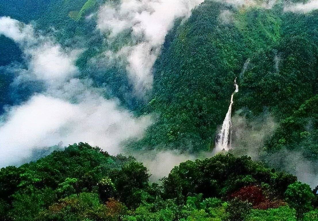 哀牢山神秘鸟鸣与科考之旅，鸟叫声如人类般婉转交流